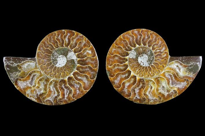 Agate Replaced Ammonite Fossil - Madagascar #145821